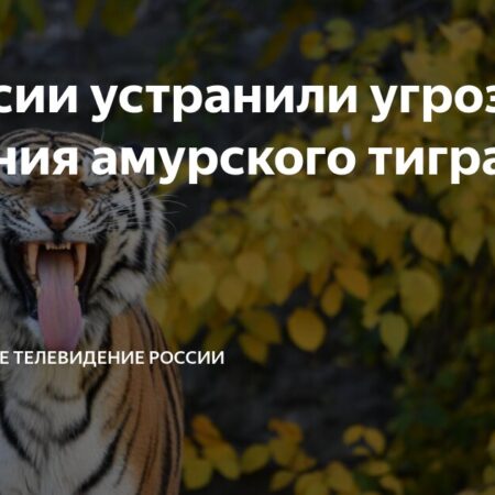 Россия решила проблему вымирания амурских тигров