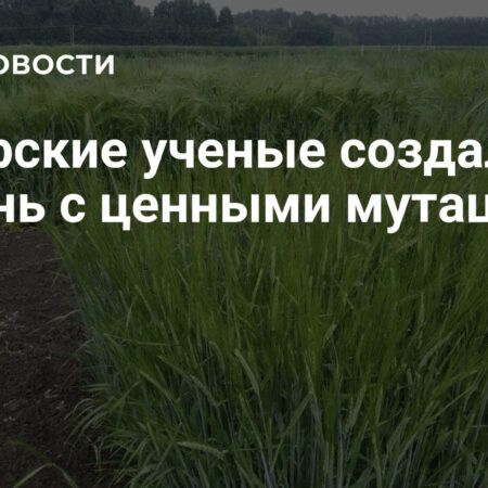 Прорыв сибирских генетиков: создание ячменя с улучшенными свойствами