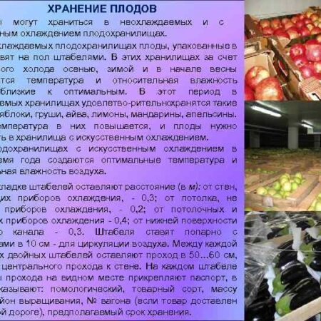 Уникальный Метод: Долгосрочное Сохранение Свежести Плодов