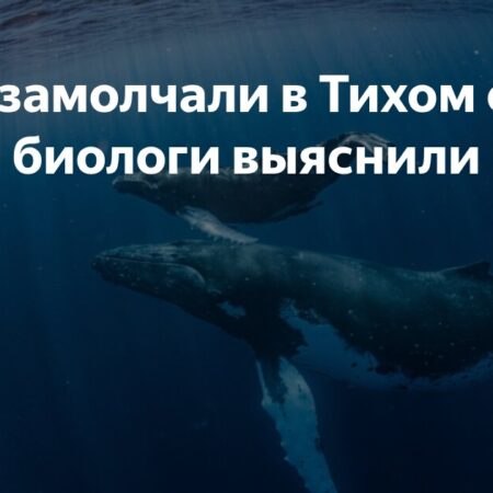 Ученые бьют тревогу: почему синие киты замолкают