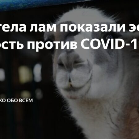 Антитела лам эффективно нейтрализуют большинство штаммов COVID-19