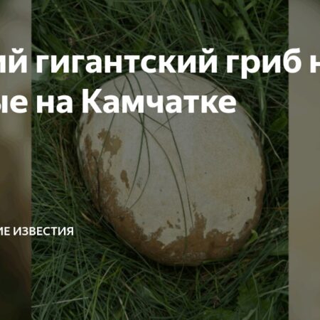 На Камчатке обнаружен уникальный гриб-гигант