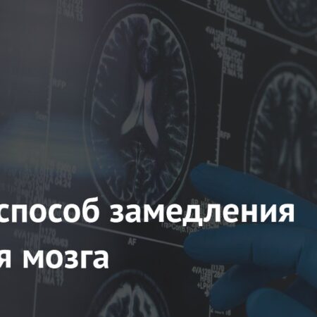 Открыт ключевой механизм замедления старения мозга: роль белка FTL1