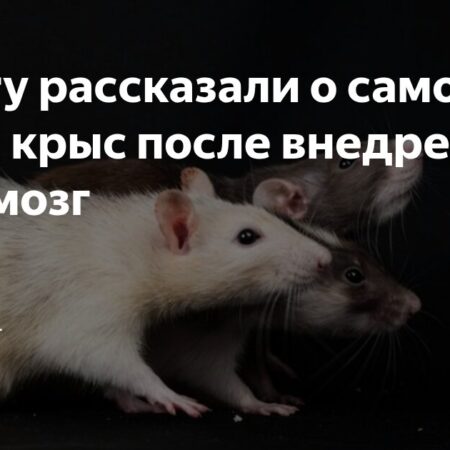 Крысы с мозговым ИИ: поведение, обучение и этические аспекты