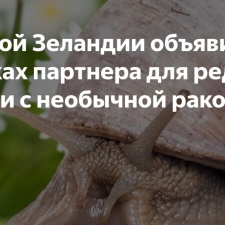 В Новой Зеландии объявили поиск партнера для редкой улитки по имени Нед