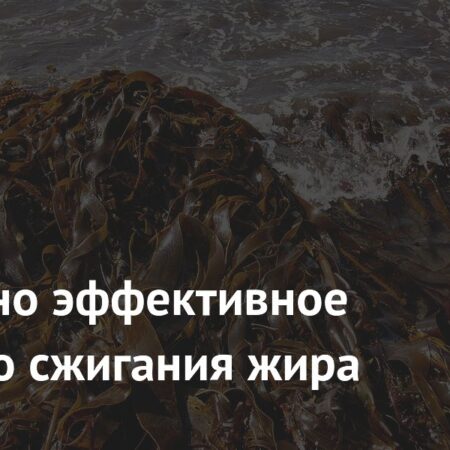 Прорыв в борьбе с ожирением: Эффективное средство из бурых водорослей