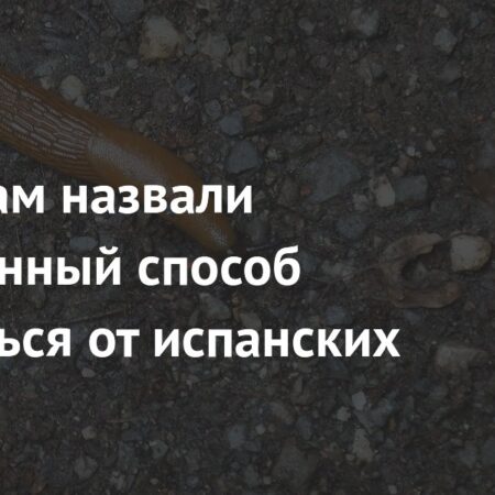 Нашествие испанских слизней: скрытая угроза и методы борьбы