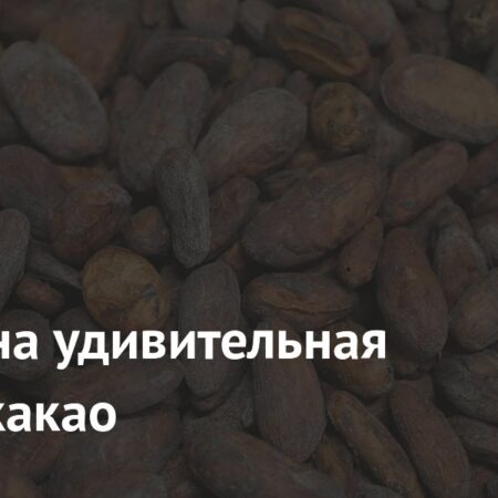 Новое исследование раскрыло неожиданную пользу какао
