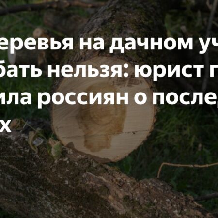 Что разрешено и запрещено при вырубке деревьев на дачном участке