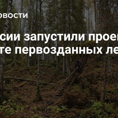 “Хранители леса”: Масштабная инициатива по сохранению первозданных лесов России