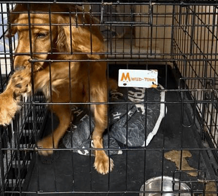 Жестокость в «элитном» отеле для собак: расследование в DogTown