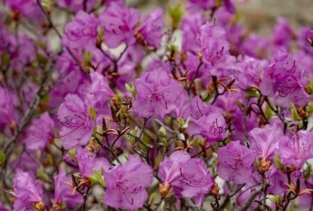 Угроза чужеродных видов: Эксперты предупреждают о рисках для России