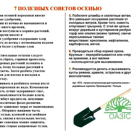 Осенний уход за садом: ключевые советы для дачников