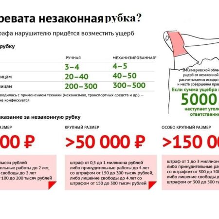 Размер штрафов за незаконную вырубку деревьев в России зависит от их характеристик