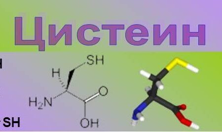 Аминокислота цистеин ускоряет регенерацию кишечника