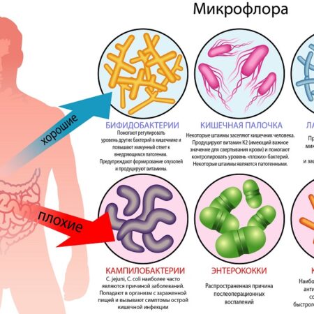 Микропластик вызывает сдвиги в микрофлоре кишечника: неожиданные результаты исследования