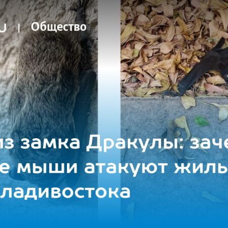 Как действовать при встрече с летучей мышью в доме