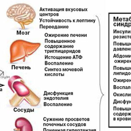 Открыта неожиданная причина ожирения печени и диабета