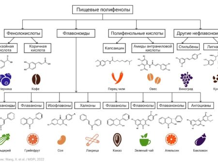 Растительные полифенолы: новая стратегия защиты глаз