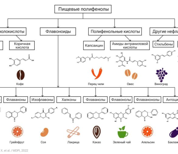 Растительные полифенолы: новая стратегия защиты глаз