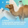 Верблюжье молоко: неожиданное открытие в борьбе с диабетом
