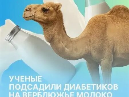 Верблюжье молоко: неожиданное открытие в борьбе с диабетом
