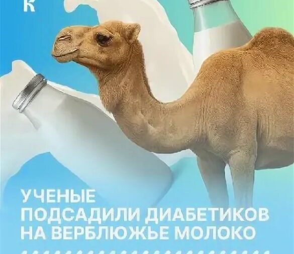 Верблюжье молоко: неожиданное открытие в борьбе с диабетом