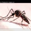 Траектория полета комаров: как они находят нас