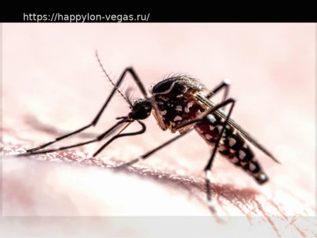 Траектория полета комаров: как они находят нас