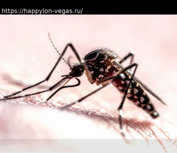 Траектория полета комаров: как они находят нас