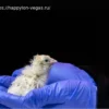 Рождение первых птенцов из искусственного яйца
